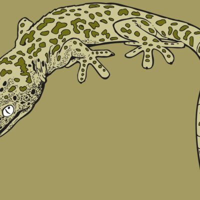 AR GEKO 19 RC Thumbnail